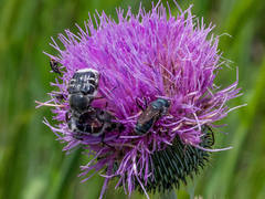 Cirsium texanum