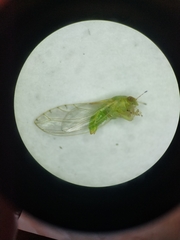 Trioza bakeri