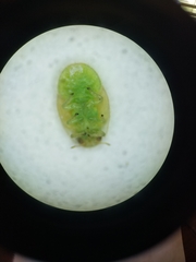 Trioza bakeri