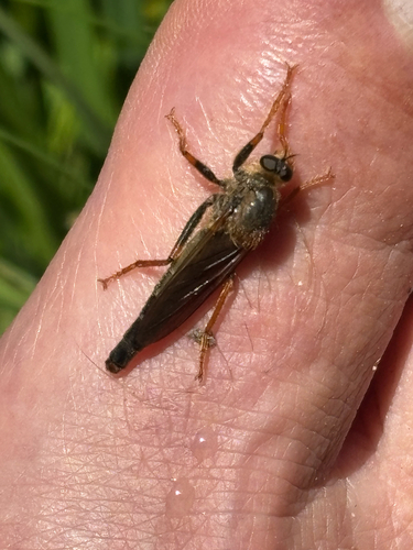 iNaturalist observation photo of Common Rusty Robber