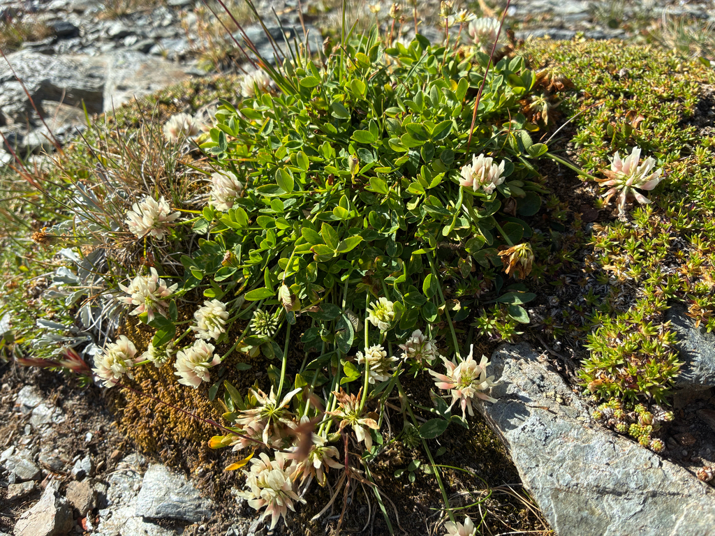 Trifolium pallescens; photograph author not stated, no rights reserved