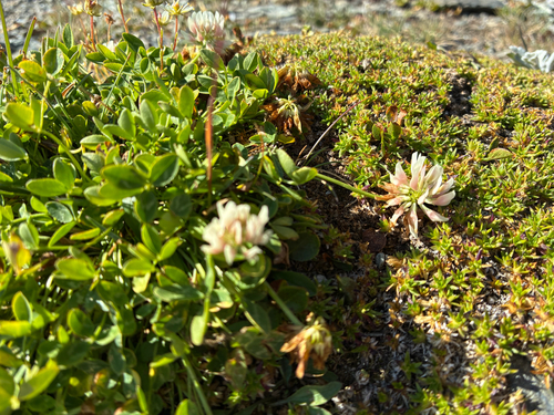 Trifolium pallescens, photograph 5