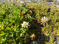 author not stated, no rights reserved Trifolium pallescens, photograph author not stated, no rights reserved