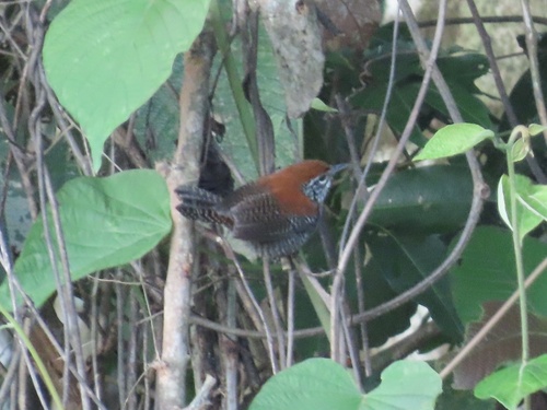 Riverside Wren (Cantorchilus semibadius), photo 4