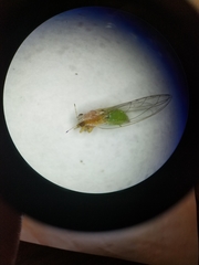 Trioza bakeri