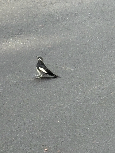 iNaturalist observation photo of Williamson's Sapsucker