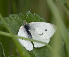 Pieris rapae