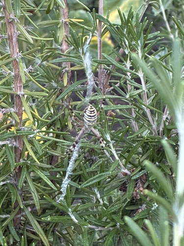Wasp Spider