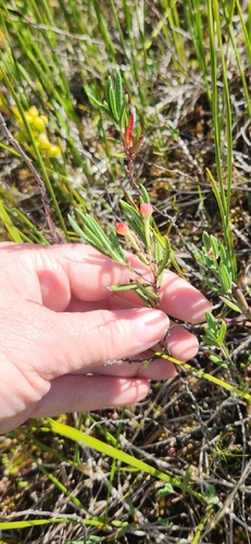 Wild Rosemary
