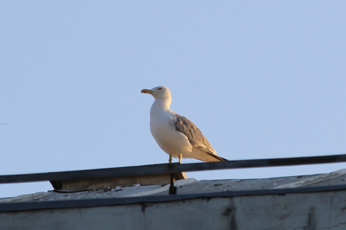 Yellow-legged Gull