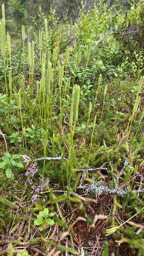stag's-horn clubmoss