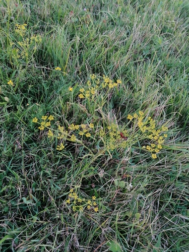 wild parsnip