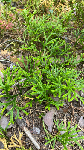 northern ground-cedar
