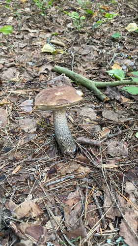 Brown Birch-bolete