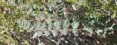Astragalus minthorniae