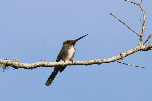 Three-toed Jacamar (Jacamaralcyon tridactyla), photo 1