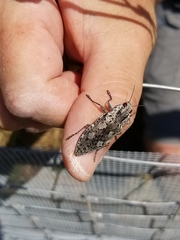 Texania fulleri