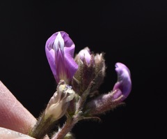 Astragalus minthorniae