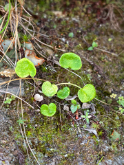 author not stated, no rights reserved Soldanella pusilla, photograph author not stated, no rights reserved
