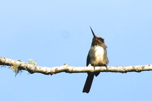 Three-toed Jacamar (Jacamaralcyon tridactyla), photo 2