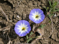 Convolvulus tricolor image