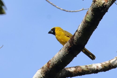 Yellow-green Grosbeak (Caryothraustes canadensis), photo 5