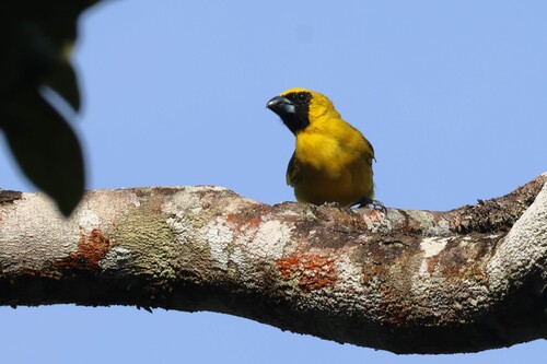Yellow-green Grosbeak (Caryothraustes canadensis), photo 6