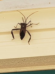 Acanthocephala alata