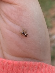Pelegrina pervaga