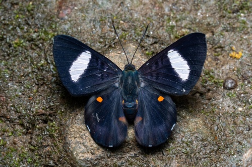 Cyrenia martia androgyne