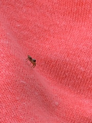 Pelegrina pervaga