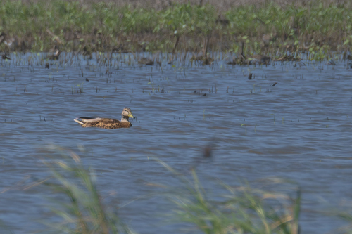 Mallard