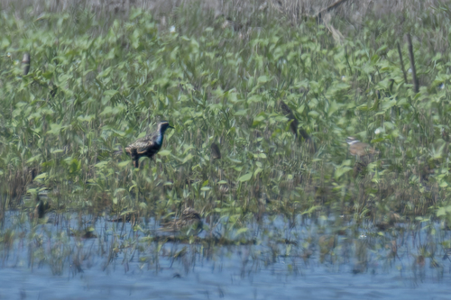 American Golden-Plover