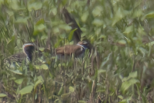 Killdeer