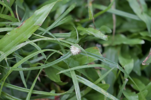 Cyperus mindorensis, photograph 6