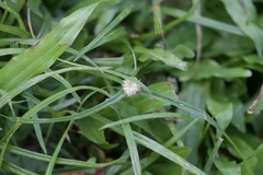 Cyperus mindorensis, photograph (c) lazarus, some rights reserved (CC BY)