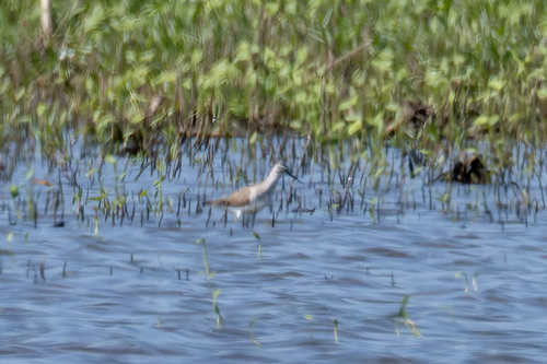 Stilt Sandpiper