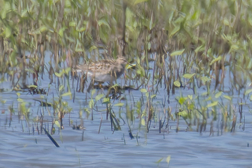 Pectoral Sandpiper