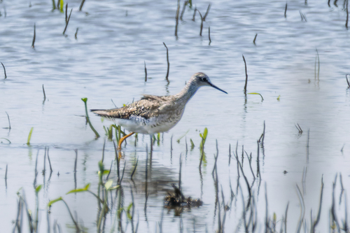 Lesser Yellowlegs