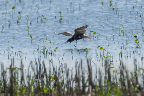 Black Tern