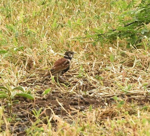 iNaturalist image