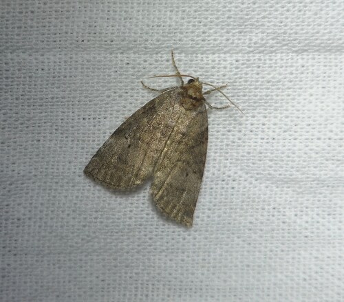 Common Lutestring