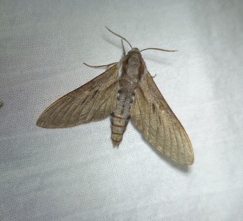 Pine Hawkmoth