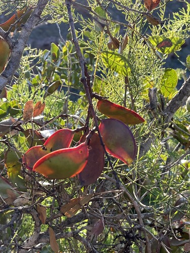 Schotia latifolia, 2026-07-27