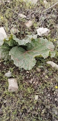 Rheum ribes