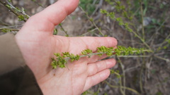 Chamaecytisus ruthenicus