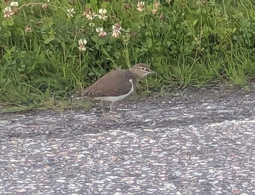 Common Sandpiper