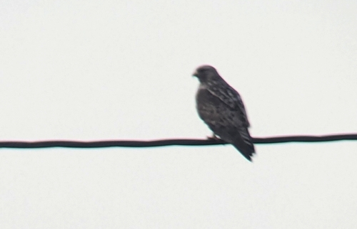 Rough-legged Hawk