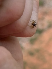 Pelegrina pervaga