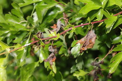 Monilinia johnsonii